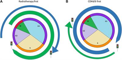 A new perspective on the proper timing of radiotherapy during CDK4/6 inhibitor therapy in patients with “bone-only” metastatic breast cancer
